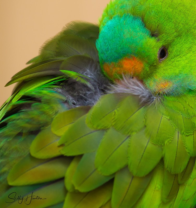 Green Parrot 2