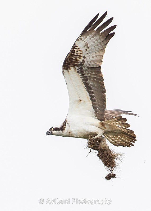 Astland Photography, Bird and Wildlife Images, Susan and Peter Wilson, U.K.
