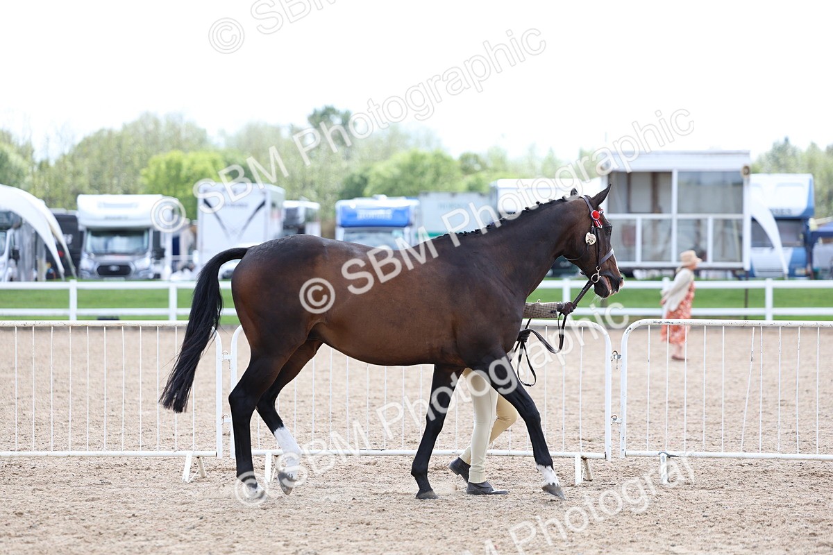 SBM_15244 - Class 313 - IH Retired Racehorse