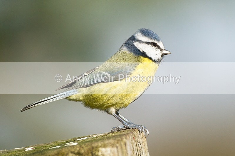 20121027-_MG_1199 - Blue Tit