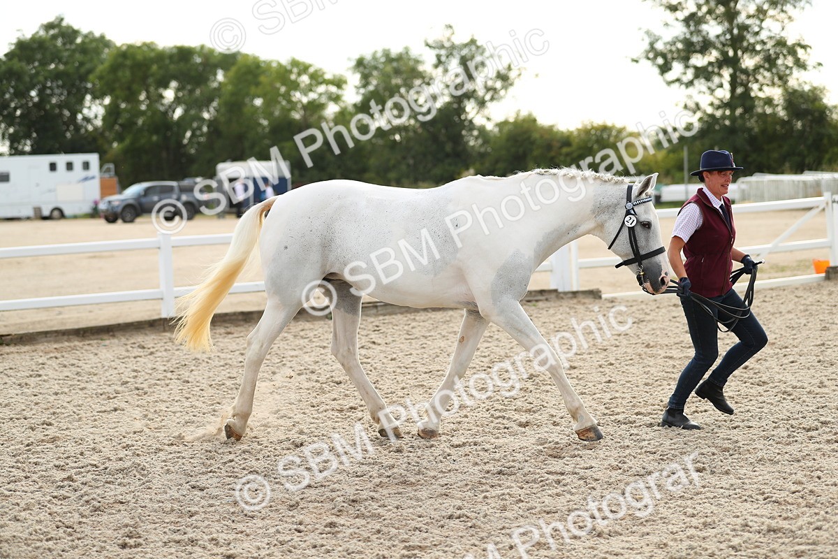 SBM_08557 - Class 28 - IH Veteran Horse