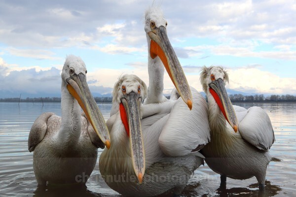  - Birds of Britain and Europe