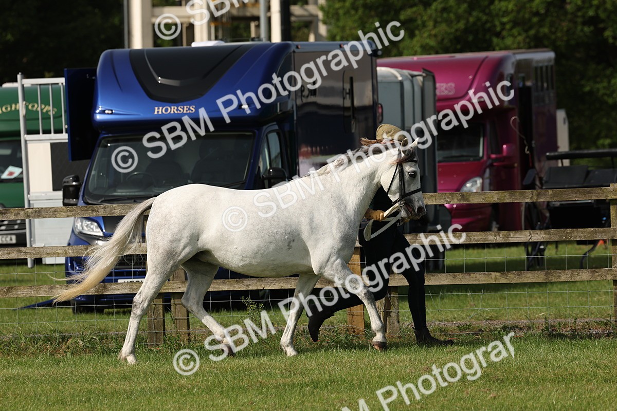 SBM_00747 - Class 6-13 - Mountatin and Moorland In Hand Welsh Breeds