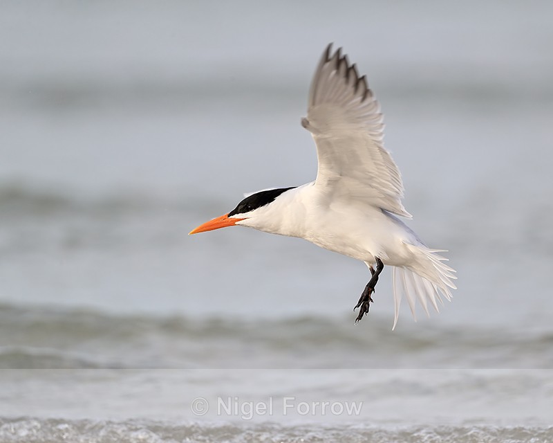 Royal Tern lifts off from sea, Fort De Soto Park, Florida - Royal Tern