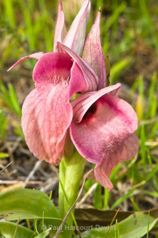 Scarce Serapias (Serapias neglecta) - Orchids - Serapias