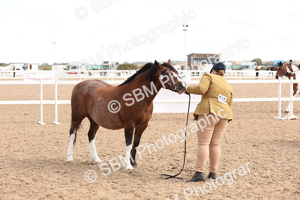 SBM_13986 - Class 205 - IH Show Pony - Show Hunter Pony