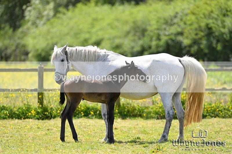 WJ5_4199 - Lyford Stud - Foals 01-06-25