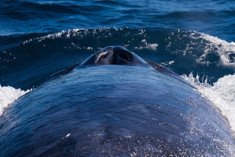 Enormous 0A3A6955 - Humpback Whales