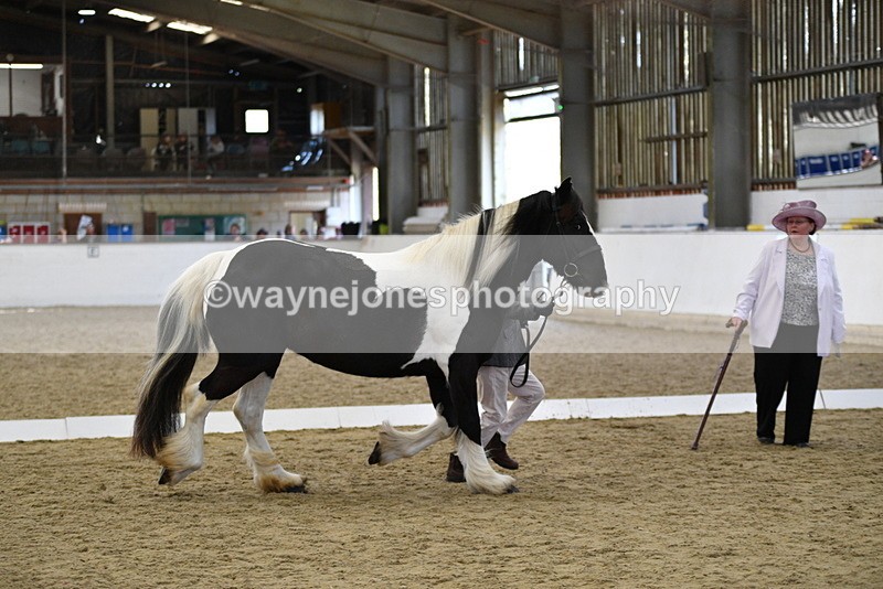 WJ5_4997 - Class 7 In hand coloured / odd coloured