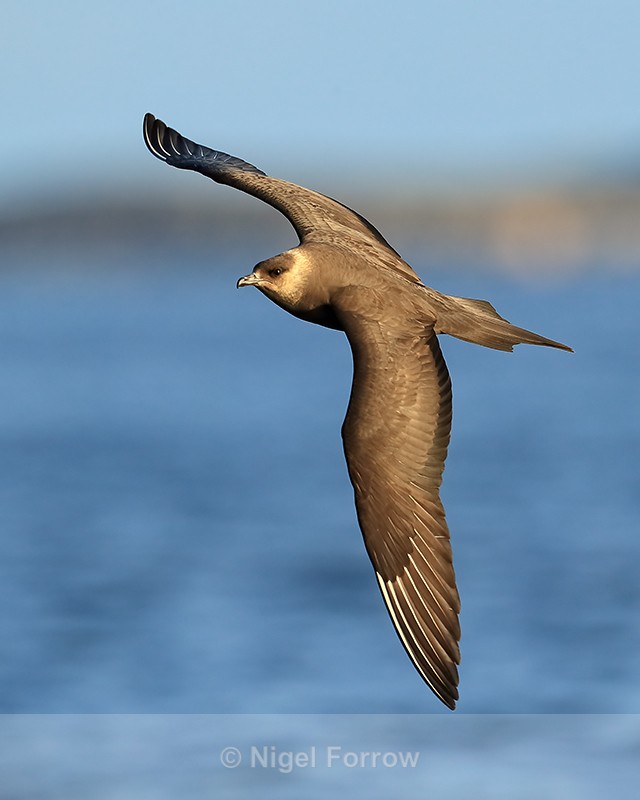 Arctic Skua adult dark morph in flight, Flatanger, Norway - Arctic Skua