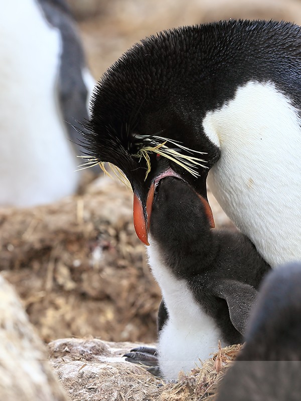 Rockhopper Penguin chick being fed, Cape Bougainville, Falklands - Rockhopper Penguin