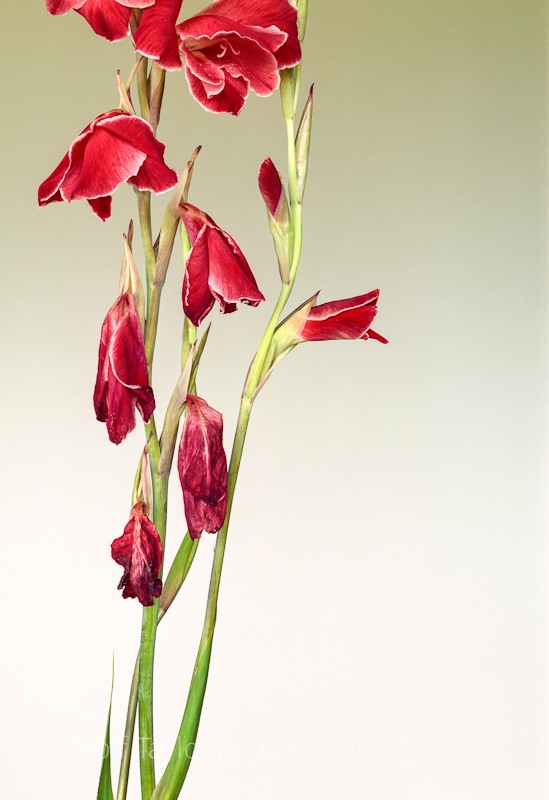 Gladiolus Red & White - Shropshire Gladioli