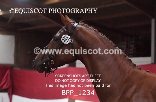 BPP_1234 - MORNING 9AM - 12PM