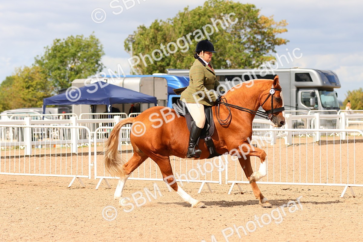 SBM_15491 - Class 214 - Ridden Show Cob