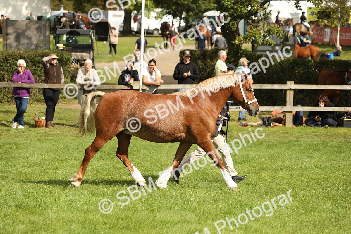 SBM_65439 - S47 - Mountain & Moorland In Hand Large Breeds