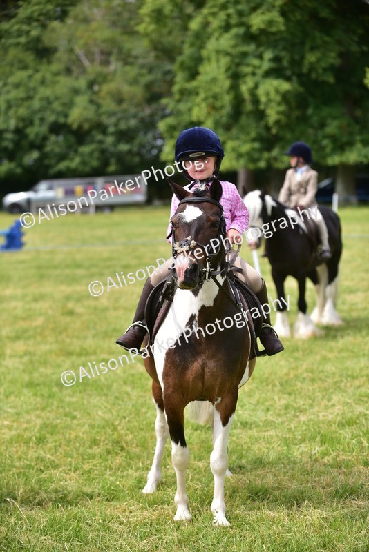 20260614-4020 - Class 16 - Handsome Gelding