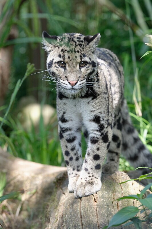 Clouded Leopard1 - Big Cats