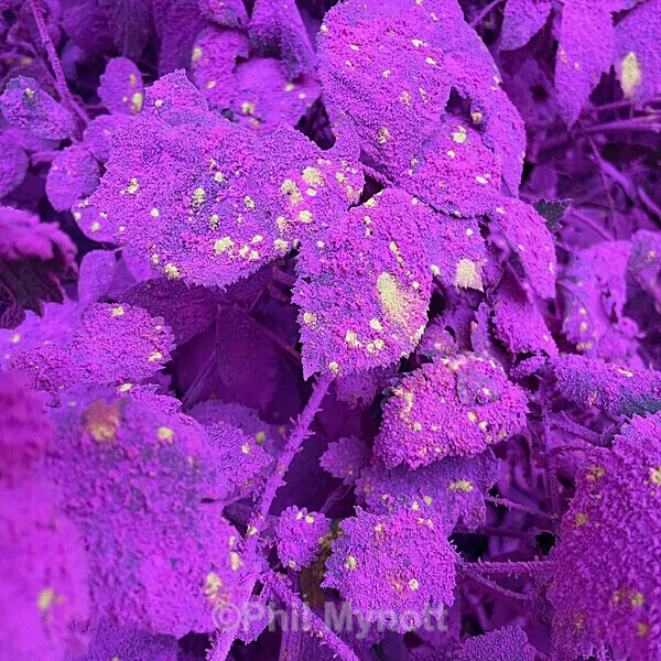 PhotoMynottART054 - Photo Mynott ART Images