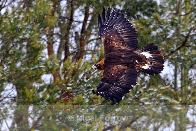 Golden Eagle in flight - Golden Eagle