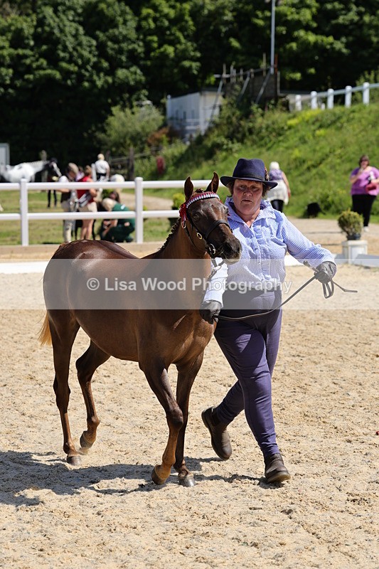 1X9A1107 - Class 8: Open Show/Hunter Pony not to exceed 153cm
