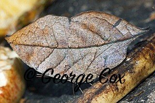 Indian Leaf Butterfly - Kallima inachus