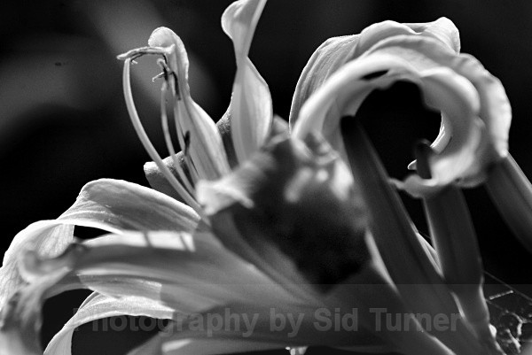 flower from the side - Flowers and Plants
