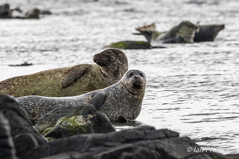 Common Seal (Phoca vitulina) at Ushet Point - Rathlin - Nature