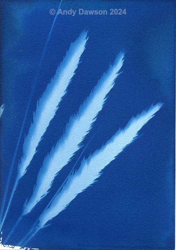 Marram Grass - Cyanotype