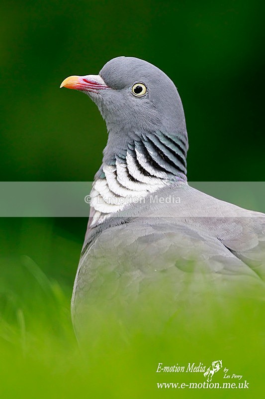 Wood Pigeon 150612 4 - Nature