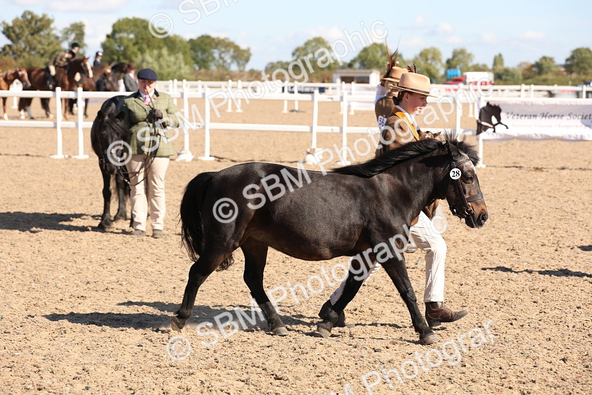 SBM_12934 - Class 206 - IH Non Show Type Pony