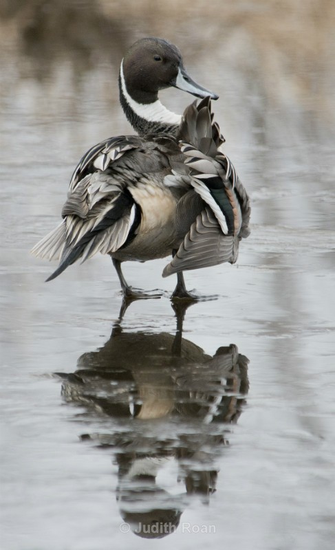 Pintail - Reifel Refuge