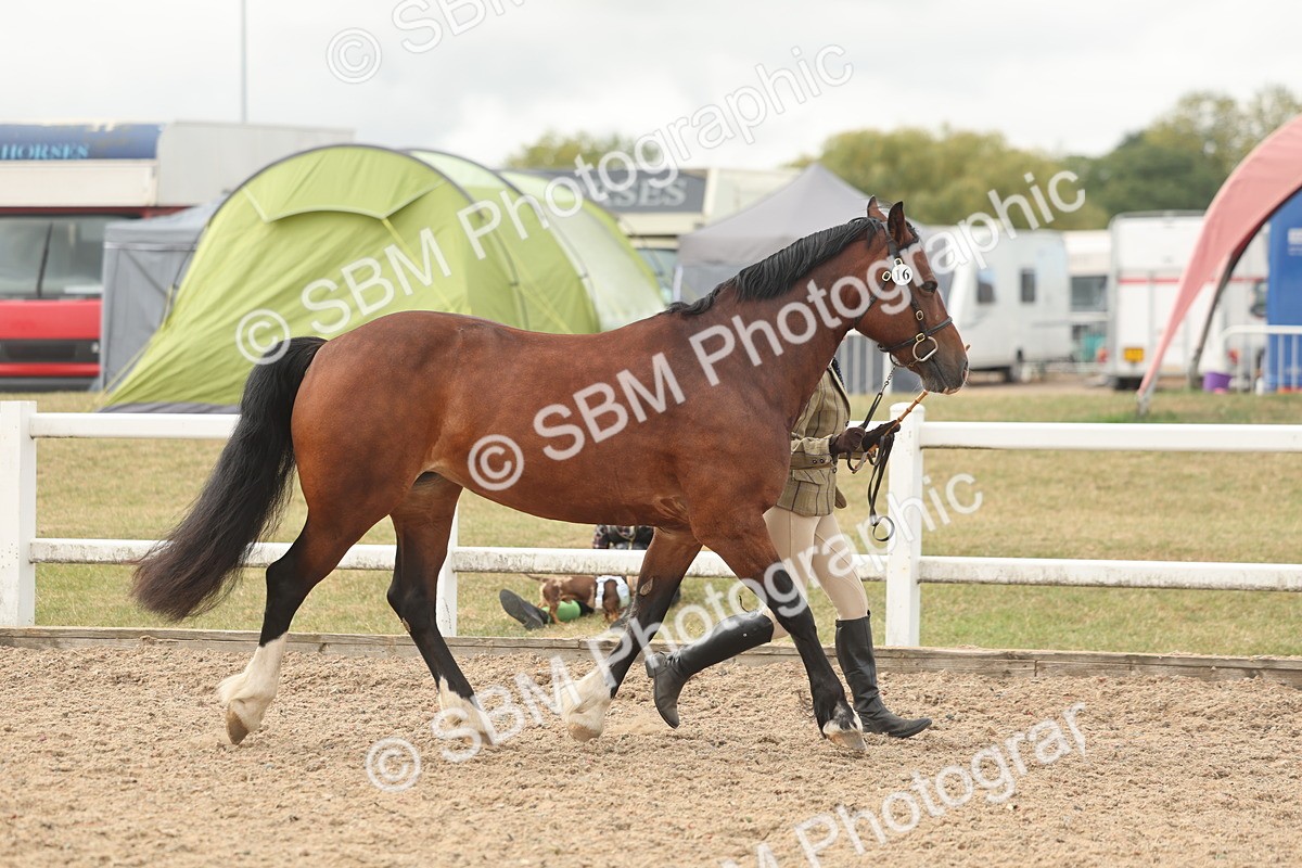 SBM_03219 - Class 16 - IH M&M Wildcard