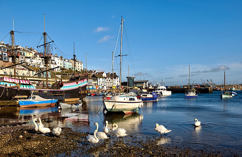 NEW BX31 Swans at Brixham Harbour early morning and The Golden HInd - Greetings Cards Brixham Broadsands and Kingswear