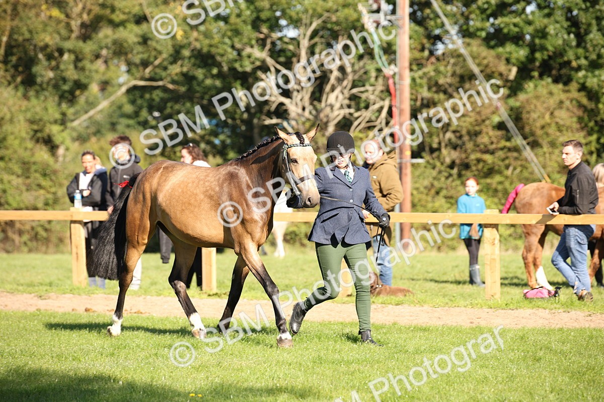 SBM_36573 - S10 - Best In Hand Horse & Pony
