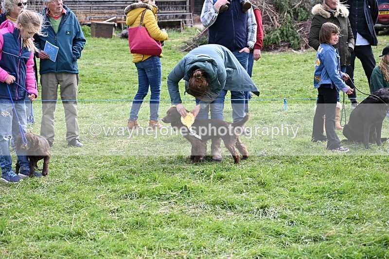 WJ6_9114 - Class 8 Best Working / Gun Dog or Bitch