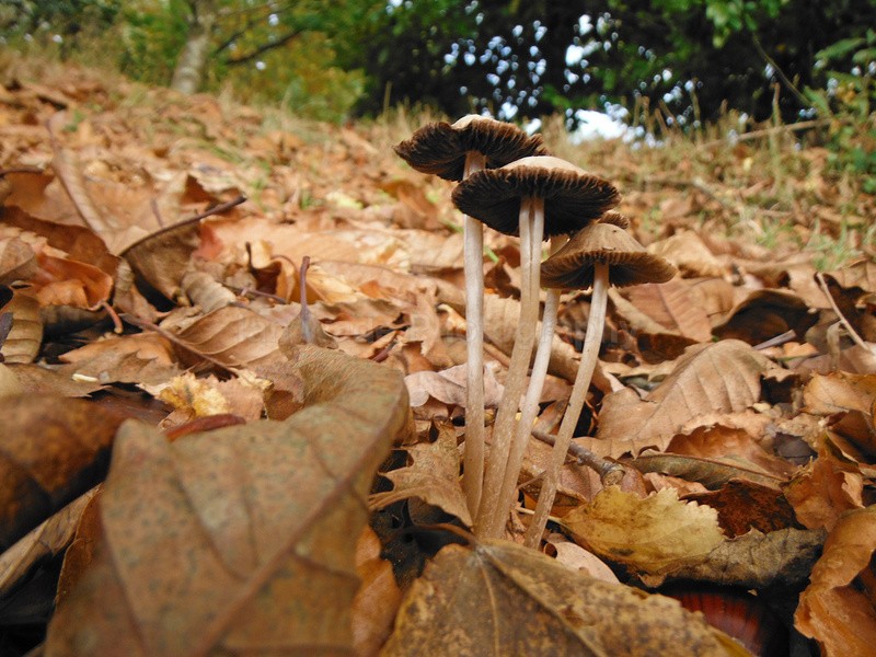  - Wild Flowers,  plants & Fungus photography, Great Britain