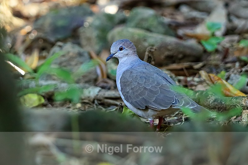 White-tipped Dove, Osa Peninsula, Costa Rica - White-tipped Dove