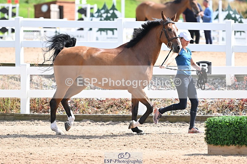 240717A-152059-02777 - Trot Up 3pm to 4pm