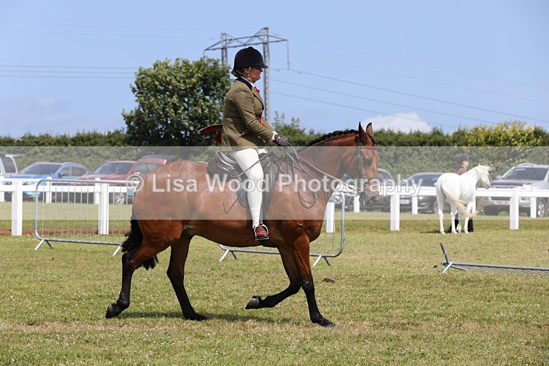 1X9A4123 - Class 32: Show Hunter Pony 153cm and under