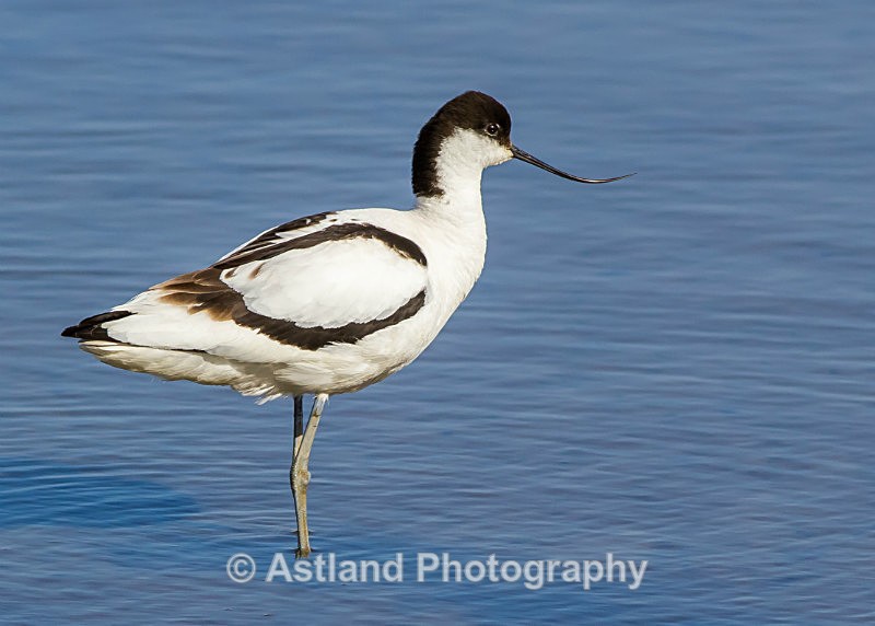 Astland Photography, Bird and Wildlife Images, Susan and Peter Wilson, U.K.
