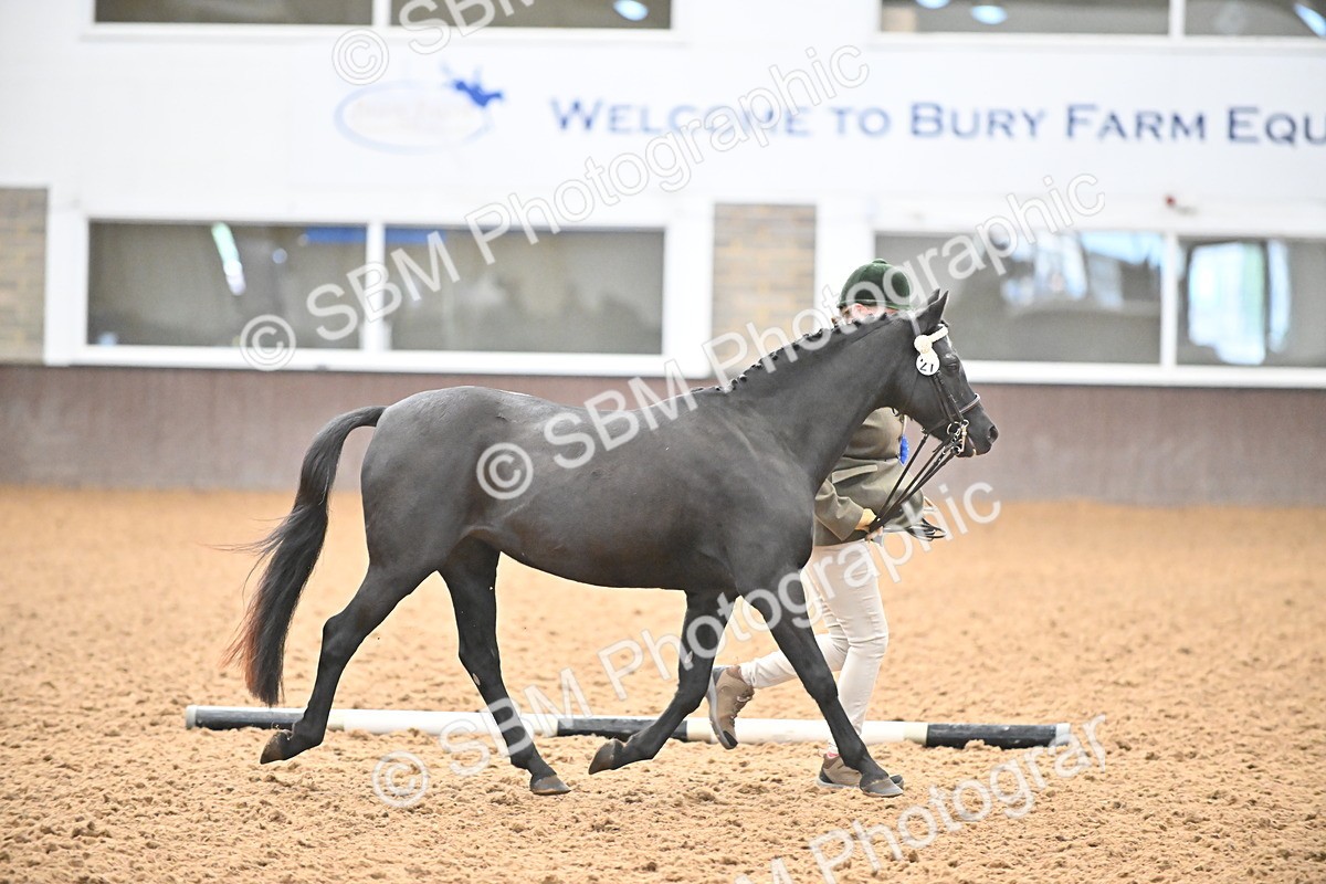 SBM_000724 - Class 14 - SSADL In Hand Championships