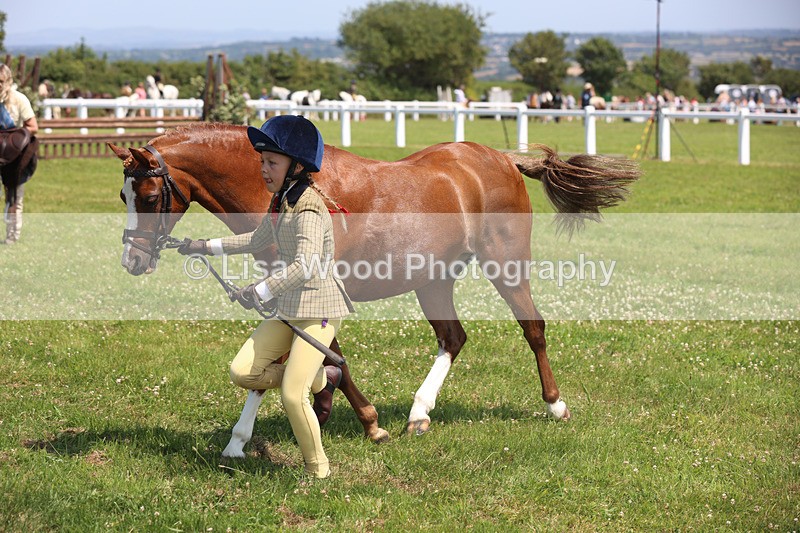 JPP_2848 - Class 21: Working Hunter 60cm