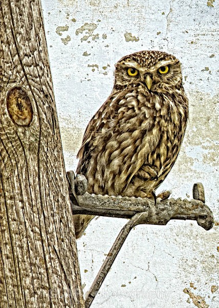 Little Owl - A5 Size cards
