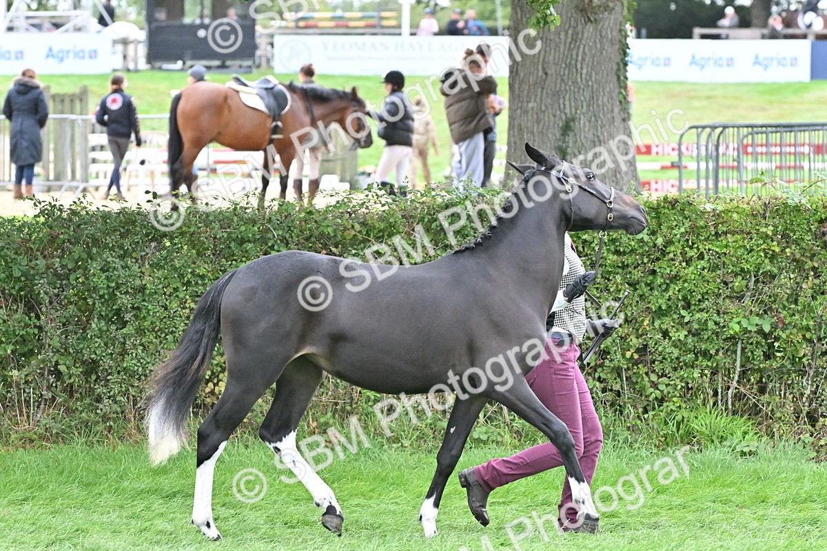 SBM_57551 - S46 - Part Bred Arab & Native Pony In Hand