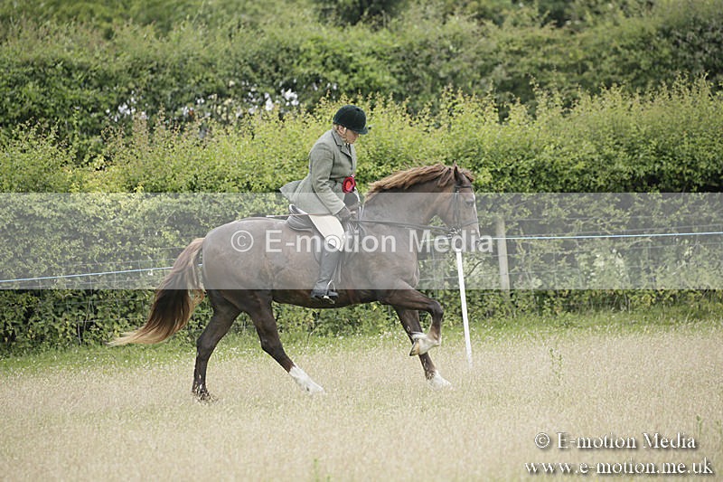 B230619-0986 - Bourne Valley Riding Club Summer Show 23/06/19
