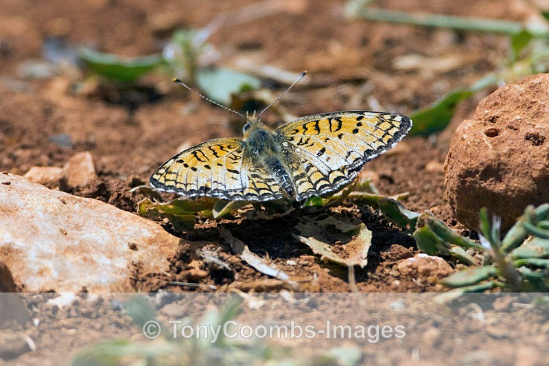 Knapweed Fritillary - Turkey