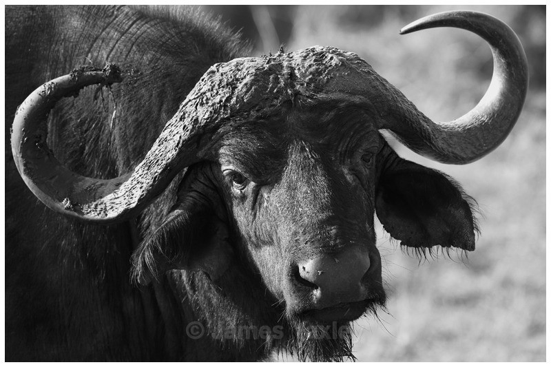 Olaro - strong  - The Big Five in Black and White