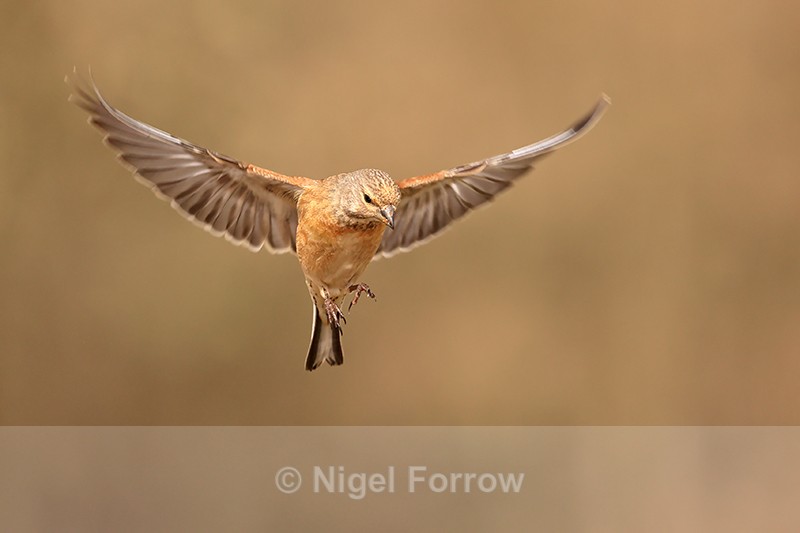 Linnet (male) hovering, Claret, Spain - Common Linnet