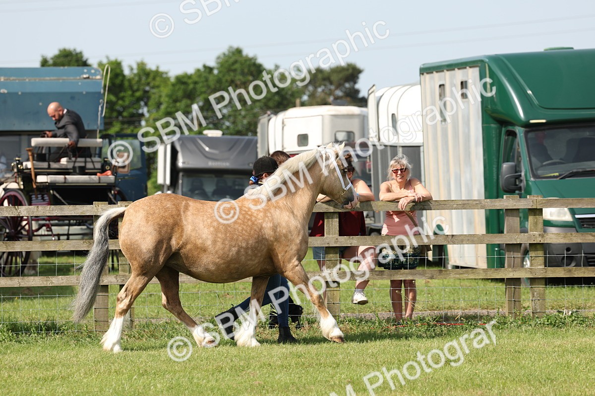 SBM_02055 - Class 6-13 - Mountatin and Moorland In Hand Welsh Breeds