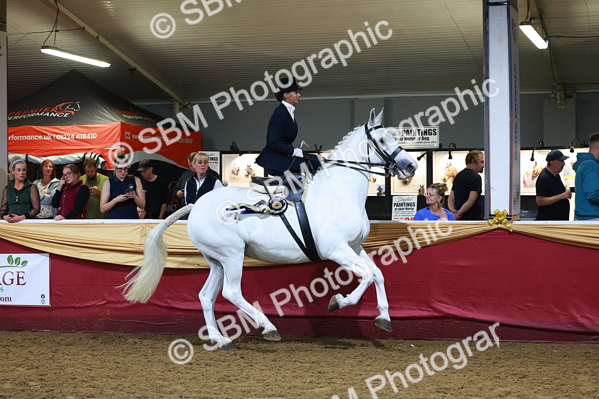 SBM_15058 - Class N - Side Saddle Champ